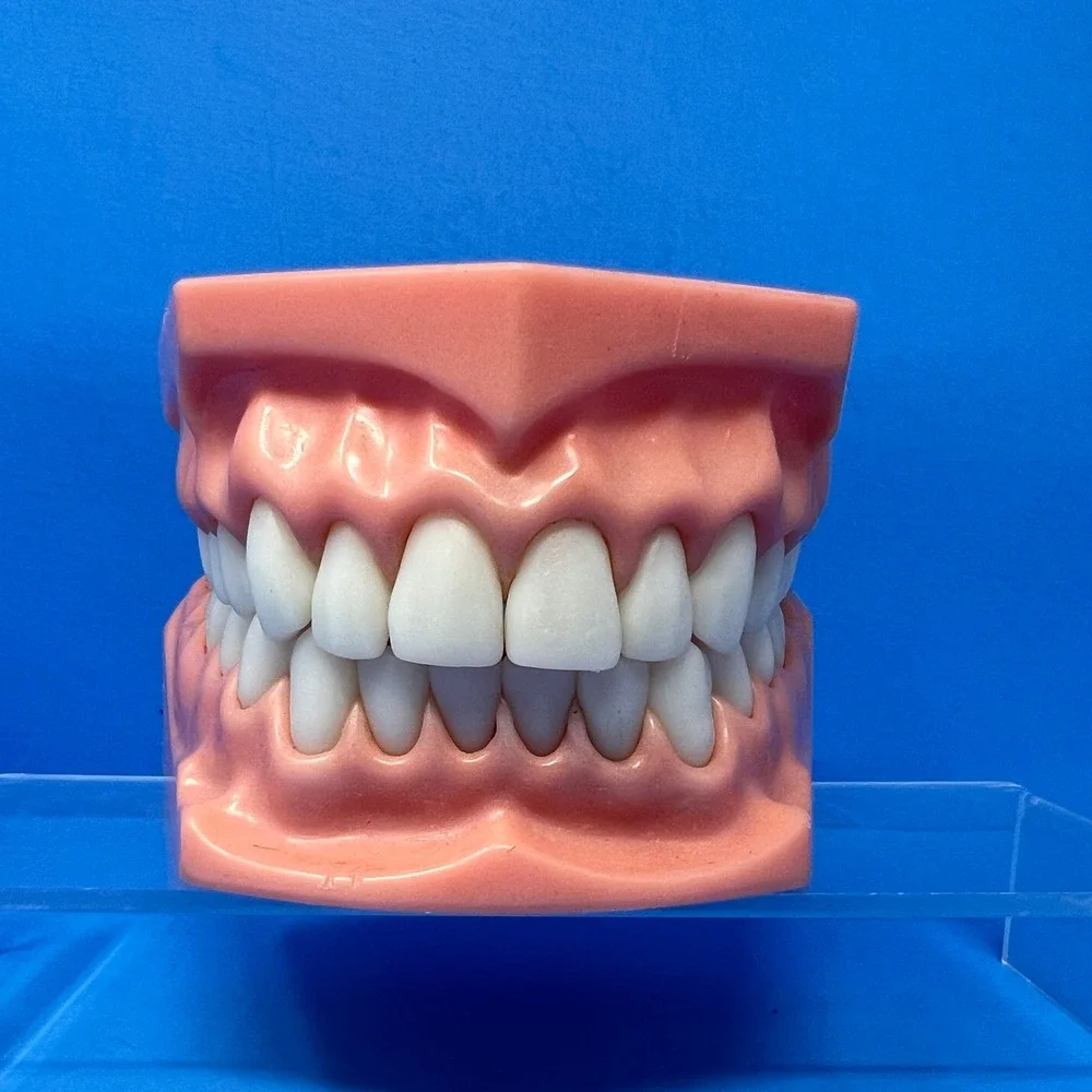 Vtg 1970's Orthodontist Dental Teaching Articulated Jaw Mouth Model Teeth Demo